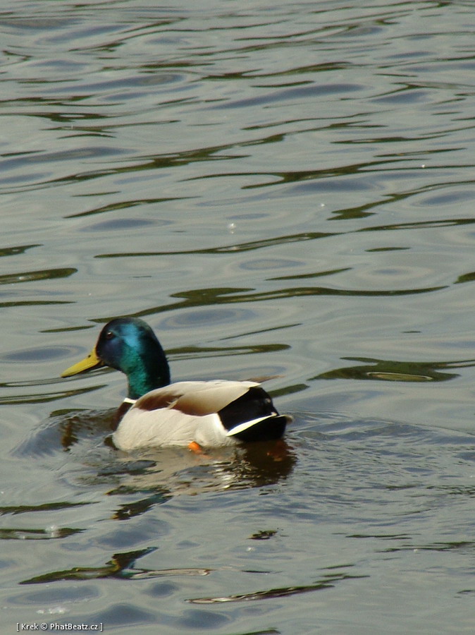 090510_Holesovice_25