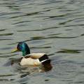 090510_Holesovice_25