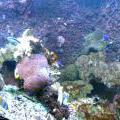 130112_MorskySvet_21