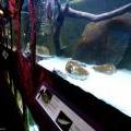 130112_MorskySvet_36