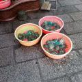 1303_Kanton_017