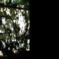130721_Meschwitzstrasse_126