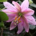 1407_Madeira_013