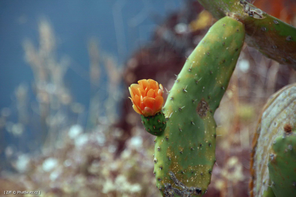 1407_Madeira_020