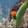 1407_Madeira_020