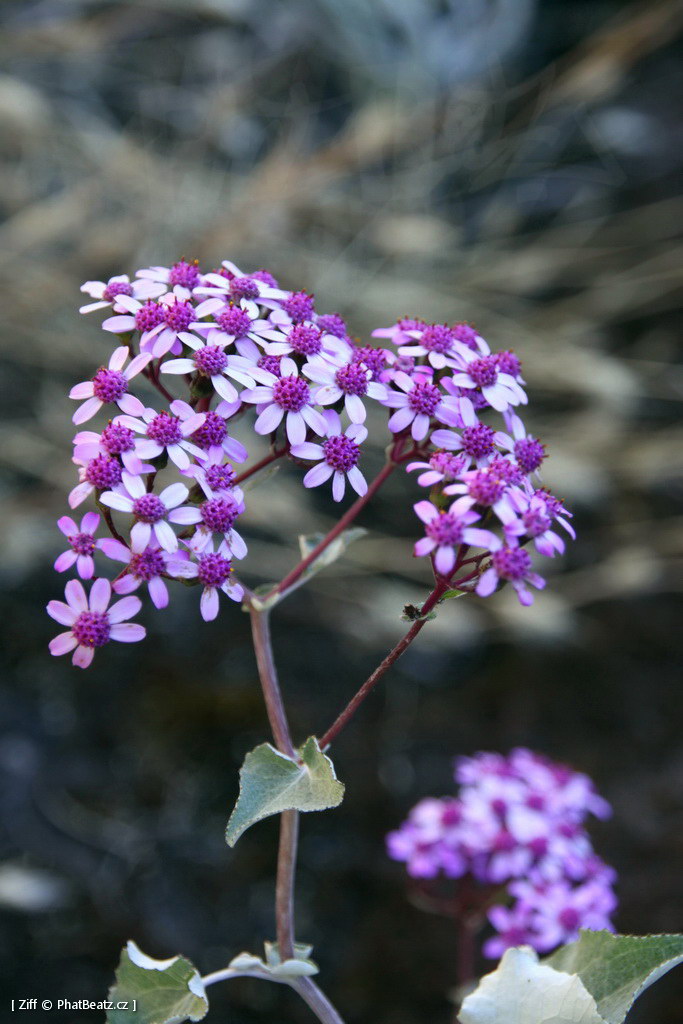 1407_Madeira_044