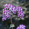 1407_Madeira_044