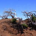 1407_Madeira_050