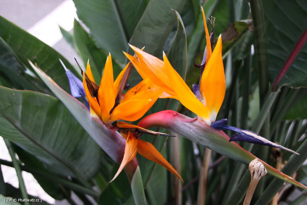 1407_Madeira_066