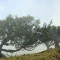 1407_Madeira_104