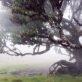 1407_Madeira_105