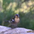 1407_Madeira_135