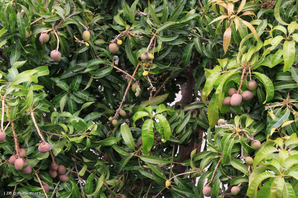 1407_Madeira_159