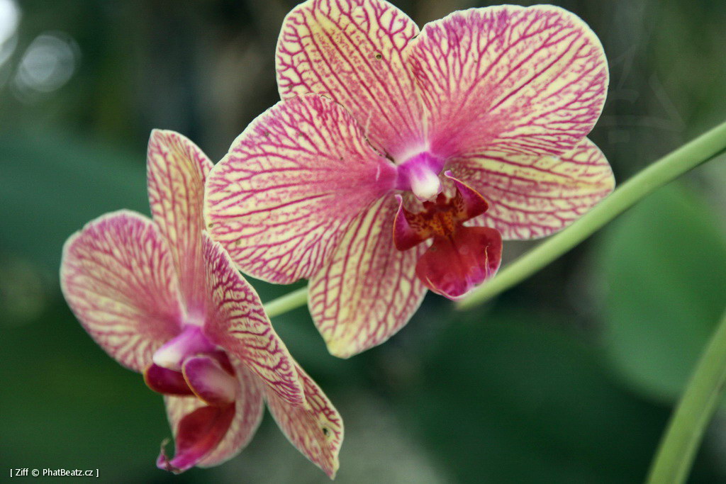 1407_Madeira_205