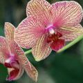 1407_Madeira_205