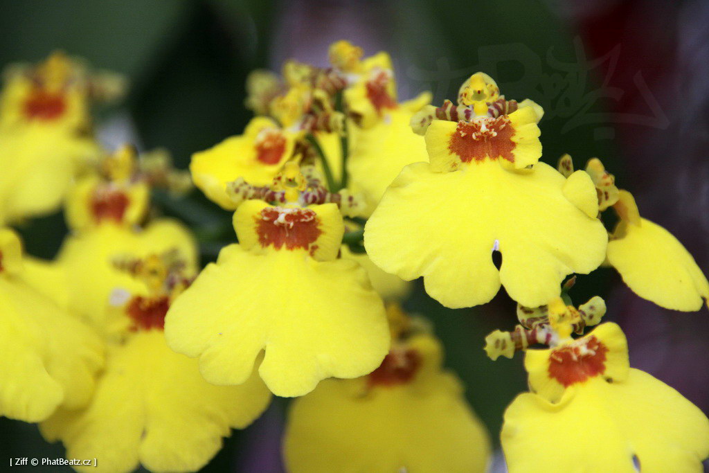 1407_Madeira_206