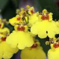 1407_Madeira_206