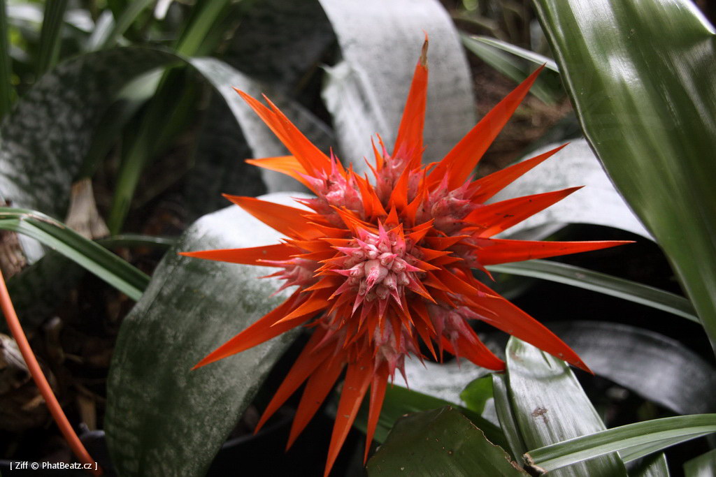 1407_Madeira_208