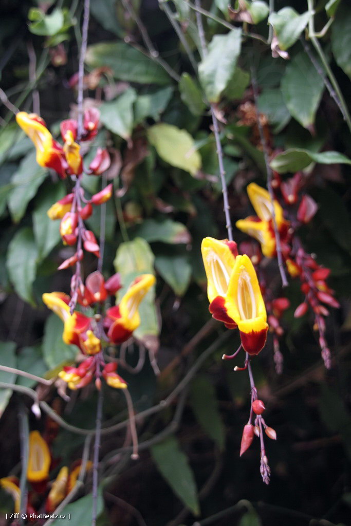 1407_Madeira_211
