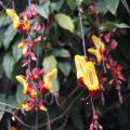1407_Madeira_211