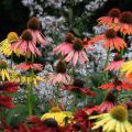 141005_SuskaRais_02