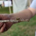 150815_Wonderland2015_002