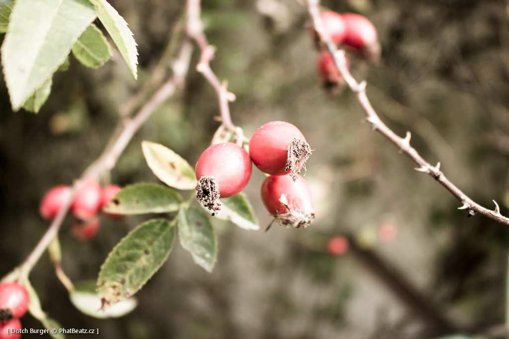 151003_PhtBtzRckJm15_06