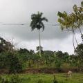 Dominicana2011_085