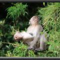 THAILAND2011_026
