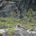 canada_010