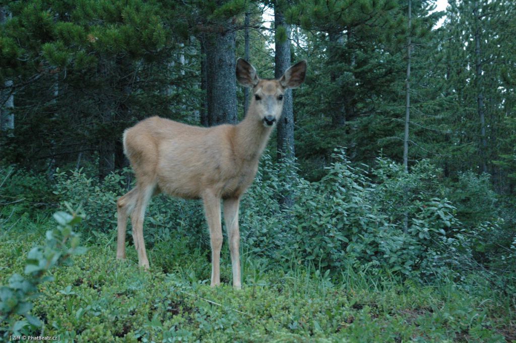 canada_012