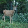 canada_012
