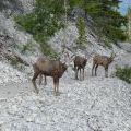 canada_016