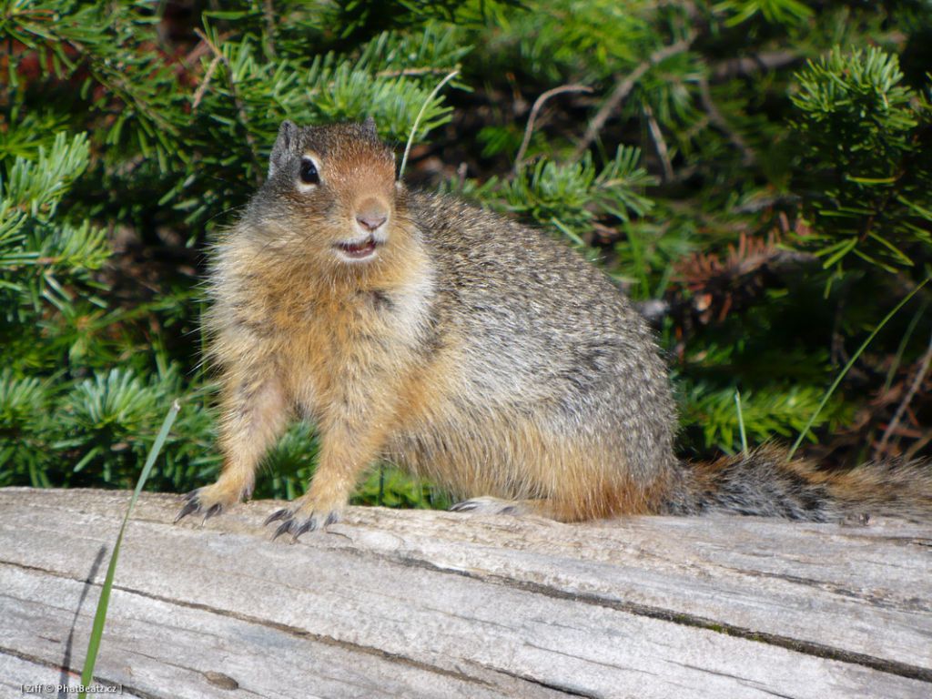 canada_017