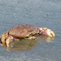 canada_052