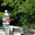 canada_057