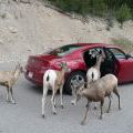 canada_062