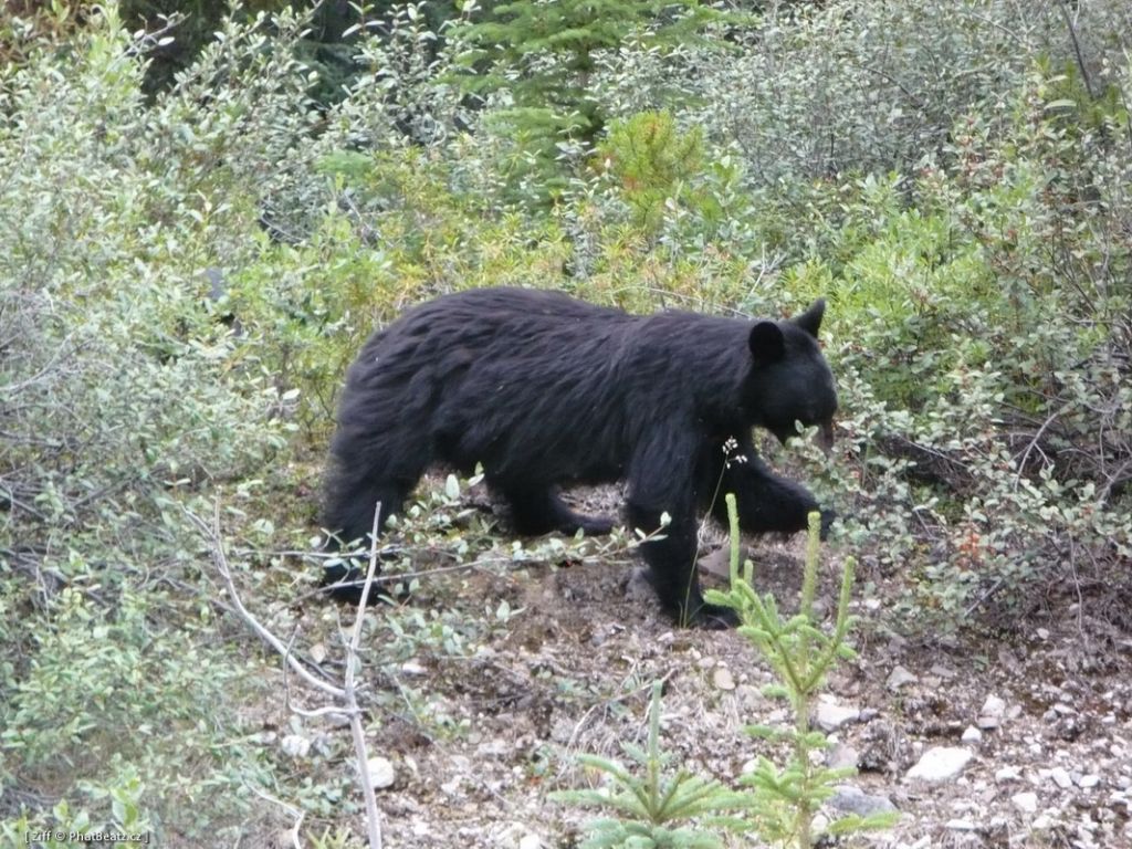canada_065