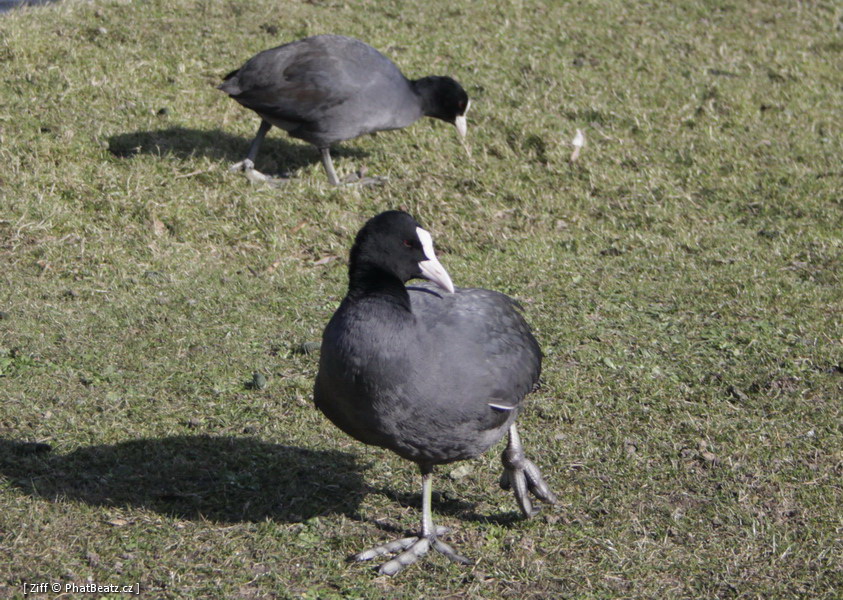 skane_034