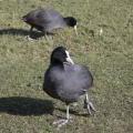 skane_034