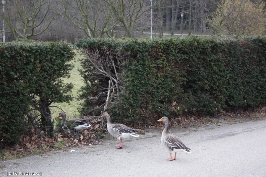 skane_098