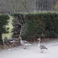 skane_098