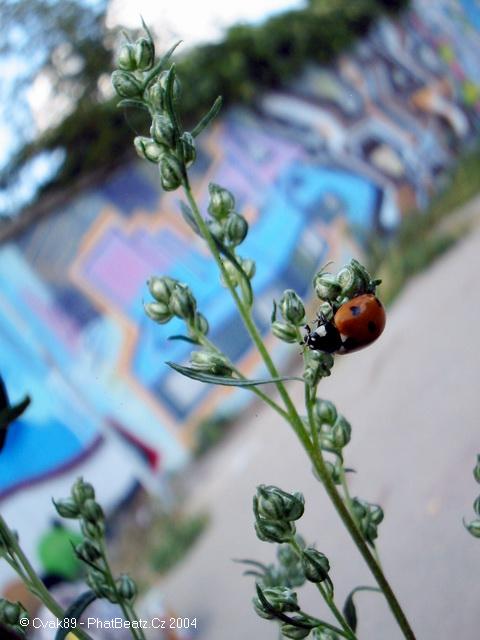 smeral12