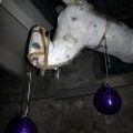 trafacka_36